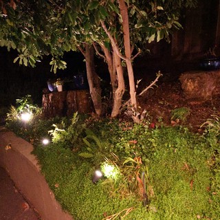 Nighttime Garden Path with Illuminated Landscaping