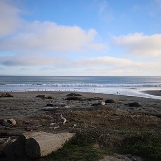 Elephant Seals Resting on Drakes Beach at Sunset