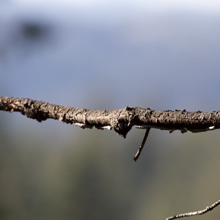 Lichen-Covered Branch Detail in Winter Landscape