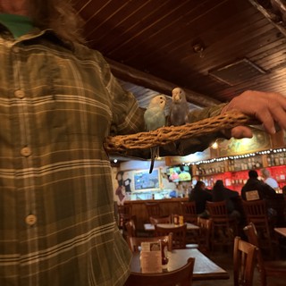 Pet Birds on Perch in Rustic Restaurant