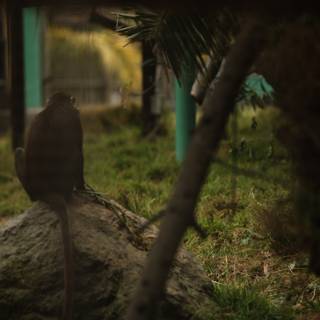 Contemplative Ape: A Day at the Oakland Zoo
