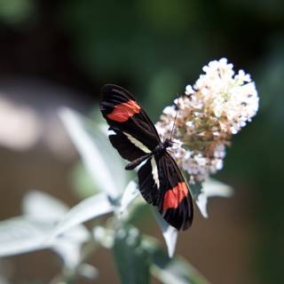 Fluttering Beauty in the Garden