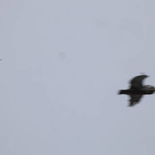 Three Birds in Motion Against Overcast Sky