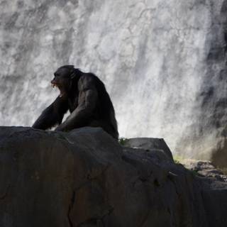 Resting Ape
