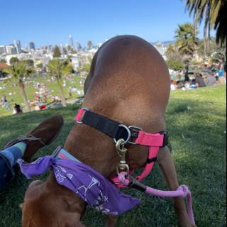 Fashionable Canine at Mission Dolores Park