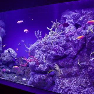 Mesmerizing Depths of Life: Aquarium Visit in 2023