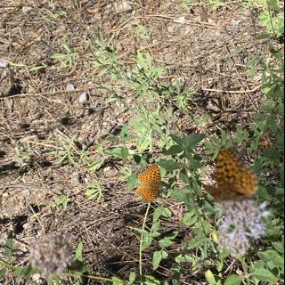 Butterflies amidst Herbal plants