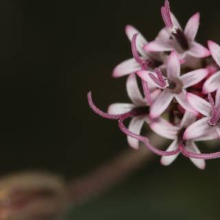 Beautiful Geranium Flower Close-Up