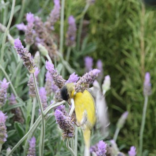 Goldfinch Feeding on Purple Lavender Flowers