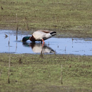 Male Mallard Duck Foraging in Shallow Wetland