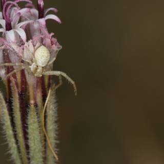 Garden Spider on Wildflower