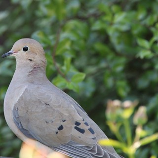 Mourning Dove Portrait in Natural Garden Setting