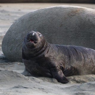 Northern Elephant Seal Pup Resting on Sandy Beach