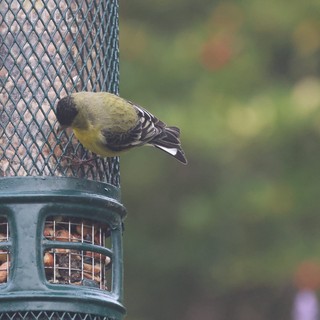 Lesser Goldfinch Feeding at Backyard Bird Feeder