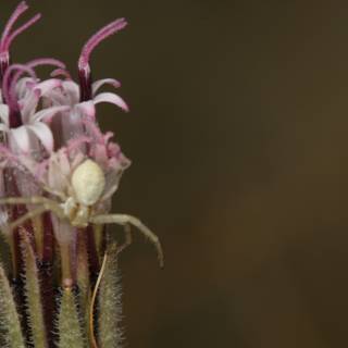 Garden Spider Sitting on Acanthaceae Flower