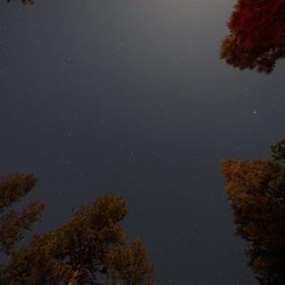Star-Filled Night Sky Over Pine Forest