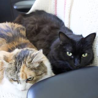 Cozy Cats on the Couch