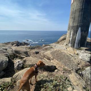 A Vizsla Puppy on a Rocky Hill Overlooking the Pacific Ocean