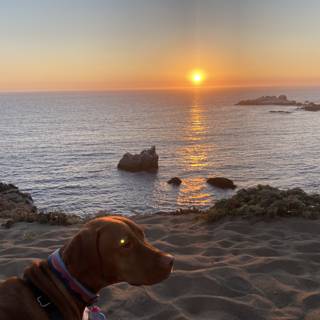 Canine Serenity on a Sunset Beach