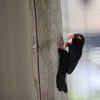 Black and Red Bird with a Fiery Beak