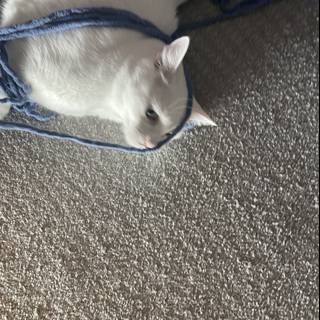 The White Cat and the Blue Strap