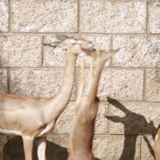 Gazelles Gather by the Wall