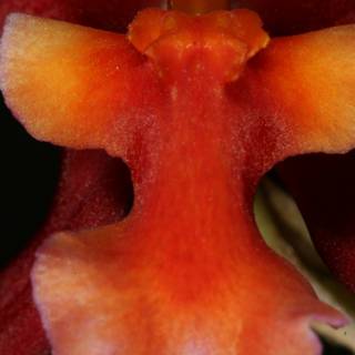 Vibrant Red and Orange Orchid