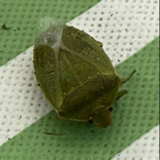 Leafy Encounter