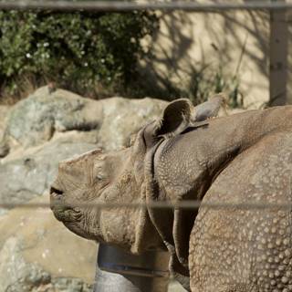 Majestic Encounter at San Francisco Zoo