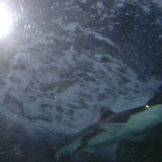 Majestic Shark in its Underwater Habitat