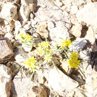 Lone Yellow Flower in the Desolate Rocks