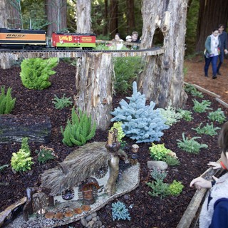 Redwood forest tourist attraction, likely Northern California