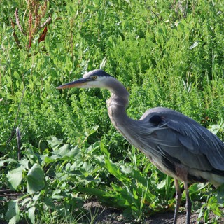 Great Blue Heron Hunting in Lush Wetland Vegetation