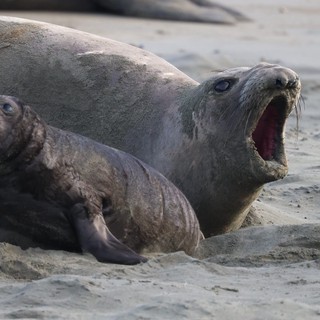 Elephant Seal Mother and Pup at Drakes Beach