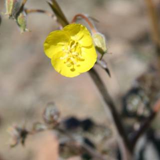 Lonely Geranium Flower