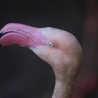 Inquisitive Flamingo