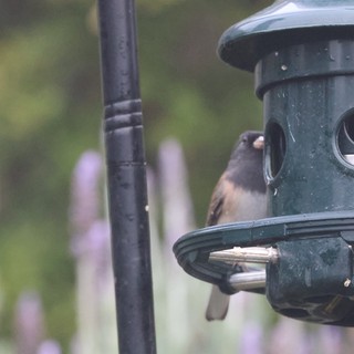 House Sparrow Perched on Garden Bird Feeder
