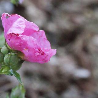 Blushing Elegance in Bloom