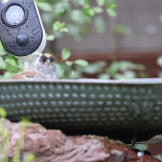 Outdoor Security Camera Overlooking Garden Bird Bath