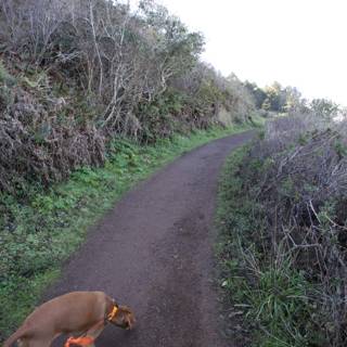 Canine Adventure in the 2024 Marin Headlands