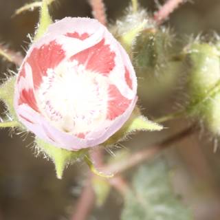 Geranium Bloom in the Desert