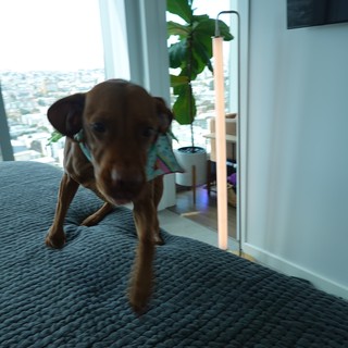 Puppy Playing on Bed in High-Rise Apartment