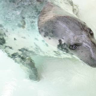 Playful Seal Splashes in the Water
