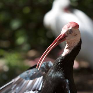 Elegant Stork with a Unique Beak
