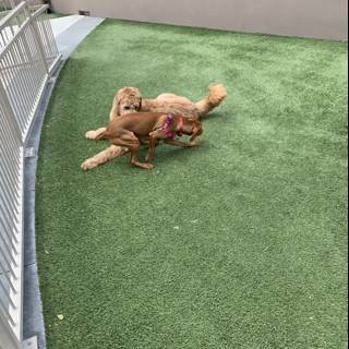Playful Canines on Artificial Grass