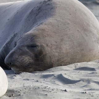 Elephant Seal Resting on Sandy Beach at Drakes Beach