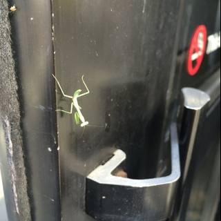 Praying Mantis on ArtCenter Door
