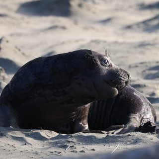 Young Elephant Seal Pup Resting on Sandy Beach