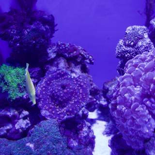 Vibrant Underwater World: The Purple Aquarium