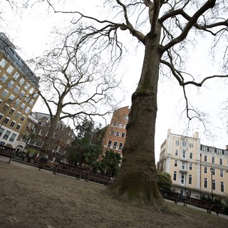 Bare Winter Trees in London Urban Square